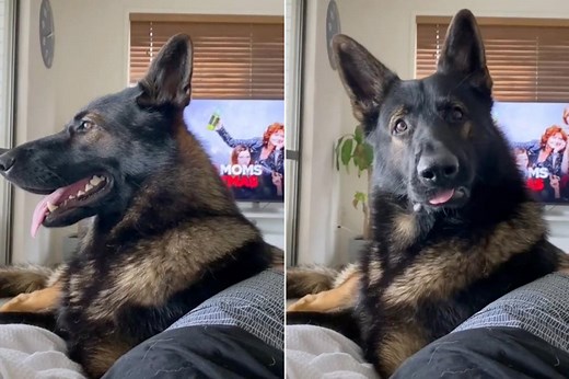 Retired K9 sniffer’s hilarious reaction to word ‘cocaine’ goes viral