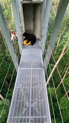 Sun Bear charges a trapped biologist inside a Borneo rainforest canopy cable control #bearencounter