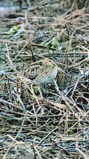 Wilson's Snipe: Nature's Master of Camouflage
