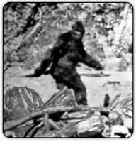 Bigfoot 911 call
