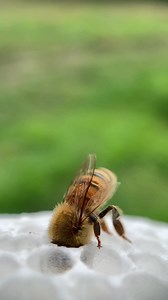 320K views · 10K reactions | Little bee slurping up some nectar from...