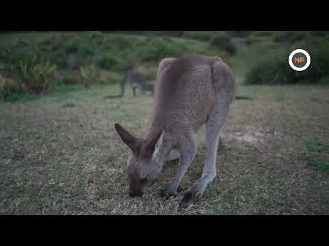 Canberra is the capital city of Australia 🇦🇺. | National Facts |