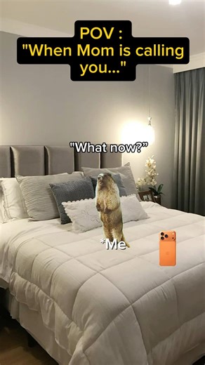 POV : Mom calls you when you're busy watching cat memes 😹 #shorts #catmemes