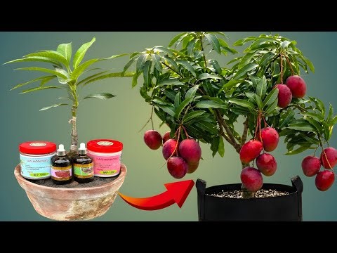 Correct Technique Of Planting Mango Plant In A Pot....