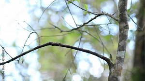 The New Zealand bellbird (Anthornis melanura), also known by its Maori names korimako and makomako, is a passerine bird endemic to New Zealand. It has greenish color and is the only living Anthornis.