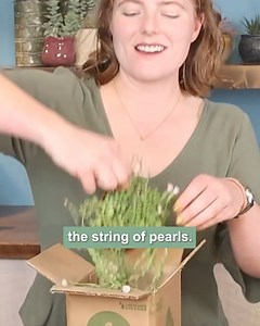227 reactions · 10 comments | Meet the Variegated String of Pearls—a succulent lover’s dream! Shop this rare variety to add a touch of elegance and charm to any space. | Mountain Crest Gardens | Facebook