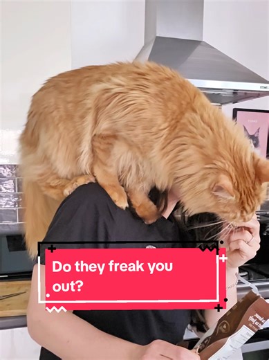 Cat's Quail Obsession: Dexter's Favorite Treat