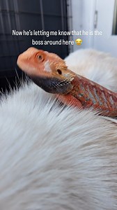 18K views · 932 reactions | The boss and his protector getting along outdoors in a warm day. - #beardeddragon #beardeddragons #beardeddragonsofintstagram #beardeddragonsofig #beardeddragonlove #beardeddragonlife #dragon #reptile #pokemon #reptilereels #reel #howto #Reptiles #ReptileLove #ReptileLife #ReptileCommunity #Herpetology #LizardLife #Terrarium #HerpNation #ReptileEnthusiast #ReptileCare #ReptilePhotography #PetReptiles #ReptileAdventures #ReptileWorld | Reptilian Kingdom | Facebook