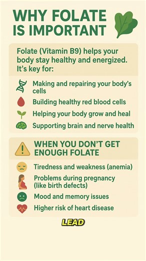 💚 Why Folate Is So Important