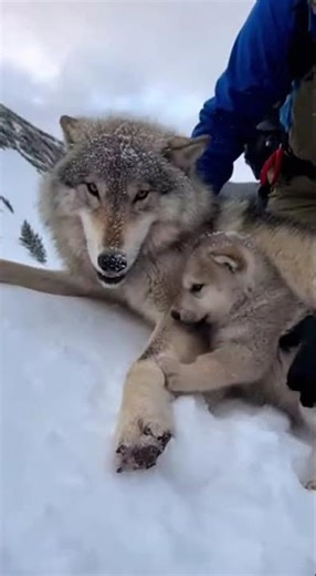 Wolf Rescue: A Helping Hand in Snowy Mountains #WolfRescue #WildlifeAid #SnowyRescue