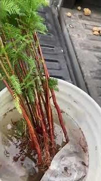 Bald Cypress Trees saplings Bare root