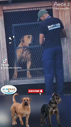 Comment faire devant un chien agressif❓️ : Restez calme !!!! #fyp #vu #gabon🇬🇦 #togolais228🇹🇬 #congolaise🇨🇩 #camerountiktok🇨🇲 #camerountiktok🇨🇲 #tiktok #sengaltiktoker🇸🇳 #burkinatiktok🇧🇫 #cotedivoire🇨🇮225 #mauritius🇲🇺 #chad #brazzaville🇨🇬 #malitiktok🇲🇱 #gambian_tiktok🇬🇲🇬🇲 #benintiktok🇧🇯 #nigeria #france🇫🇷 #belgium #swiss #españa🇪🇸 #guinéetiktok224🇬🇳♥️ #guineeequatorial240🇬🇶 | Instructor k9 International