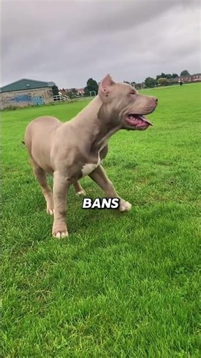 These 5 Dogs are Banned in many Countries 😱🐶