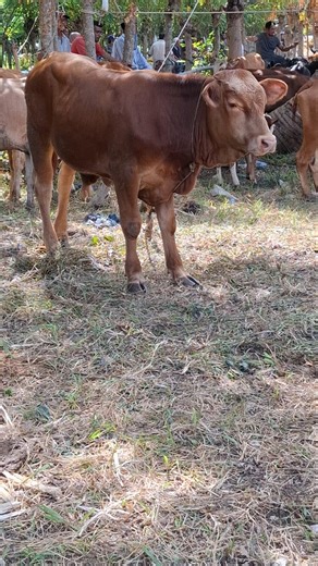 calon sapi jumbo, sapi limosin #shorts #sapisuper #lembu #bigcow