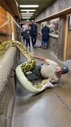 Zookeeper's Worst Nightmare: Python Smashes Glass & Attacks! (AI)