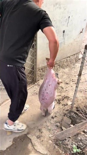 Pig Farmer Safely Loading Pigs into a Truck | Educational Purpose Only