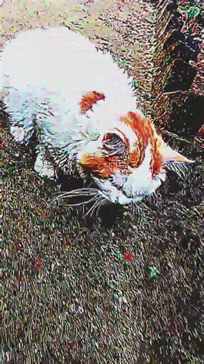 The Secret Life of the Most Dangerous Cat #Cat