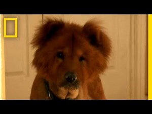 Find me a Home! | Dogtown