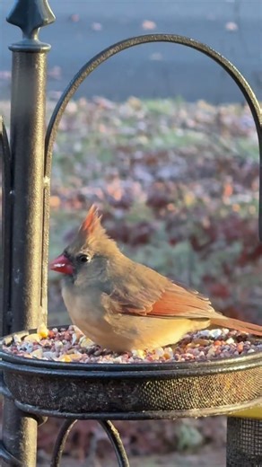 Female Cardinal