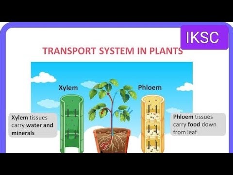 The Secret Highways of Plants: How They Transport Nutrients