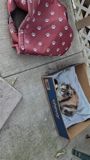 Momma Wanda and baby Travis rescue. 2/6/26 UPDATE: We took baby Travis to the emergency vet and he is Panleuk positive. davidloop65 @Missy Ramos @Maddie