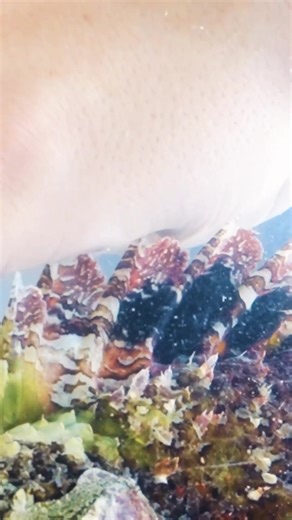 15K views · 142 reactions | Scorpionfish stings Mark! #stingzone #venomous #scorpionfish #bravewilderness | Brave Wilderness | Facebook