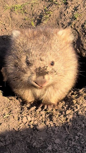 Adorable Baby Wombat Compilation