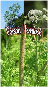 5.2K views · 2.8K reactions | Poison Hemlock ☠️ A Deadly Toxic Plant Everyone Should Know  #poisonhemlock #poisonus #poisonousplants #deadlyplants #toxicplants #wildplants #foragingtips #knowledgetoforage #homeiswhereourheartis #foraging #plants #nature #naturelove #naturelover #education | Home is where our heart is | Facebook