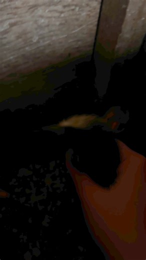 How many duckies!? 🐥 #animals #farm #farmlife | CatAleah