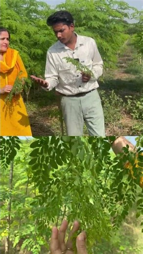 #moringa #superfood #viralshort #plz_subscribe_my_channel