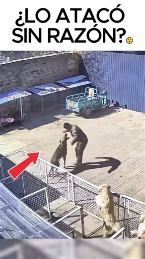 An Alabai attacks its keeper