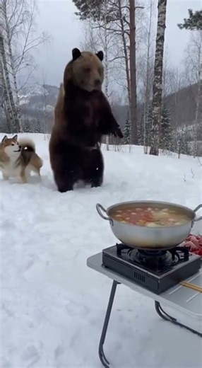 Bear Stealing Hot Pot Ends Up Dancing When Confronted by a Dog