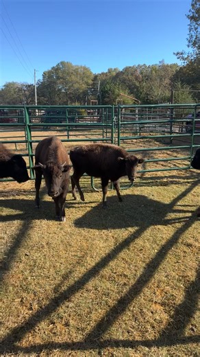 John Mark Johnson on Reels