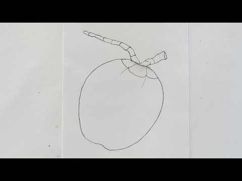 How to draw a coconut step by step ll Easy drawing for beginners ll Simple and easy coconut drawing