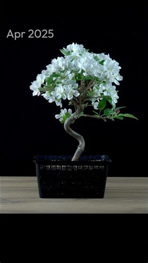 1 Year in 23s — Crabapple Bonsai Time Lapse