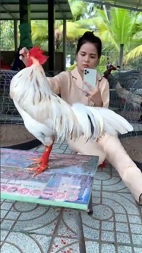 Lên ảnh đỡ nha, mưa quá ko xổ được gì hết trơn á #thohtm71 #htmtho71