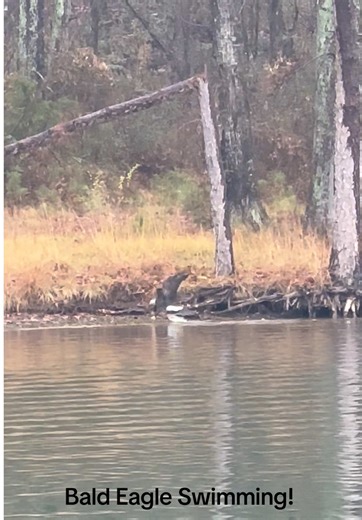 Bald Eagle Swimming: A Majestic Sight