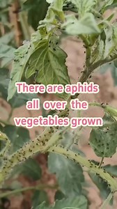 54K views · 379 reactions | There are aphids all over the vegetables grown in my home. Instead of rushing to spray pesticides #garden #gardening #gardentips #gardening101 #gardentok #plant #plants #planting #plantlover #planttips #PlantTok #plant #farmlife #farming #farm #farmer #farmtok #agriculture #agricultura #agriculture | Seed To Harvest | Facebook