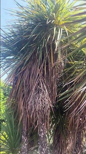 New Zealand cabbage tree (cordyline australis) #cabbagetree