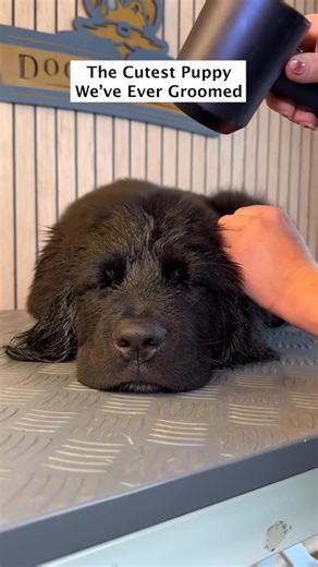 86K views · 2K reactions | Doggy Daily Episode 473: Paddy the Newfoundland  • • • • • • #newfoundland #newfoundlandpuppy #puppy #newfie #newfiepuppy #doggrooming | Newfoundland Lover | Facebook
