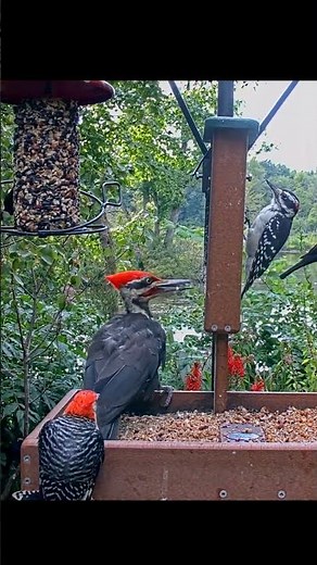 Woodpecker Mania At The Cornell Feeders! Pileated, Hairy, Red-bellied Woodpeckers