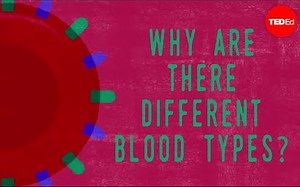 【Ted-ED】为什么血型如此重要 Why Do Blood Types Matter
