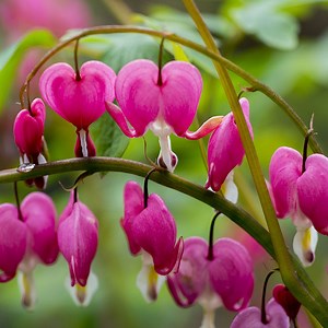 Bleeding Heart Plants for Sale, Dicentra Flower