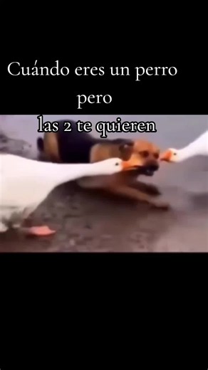#cuando #eres #un #perro #pero las dos te quieren | cuando eres un perro