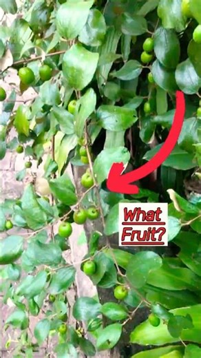 What Is This? The Strangest Fruit I've Ever Seen!