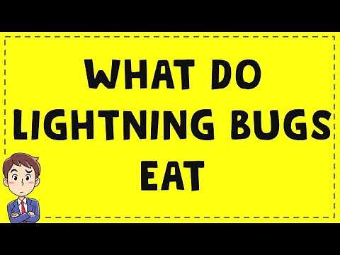 what do lightning bugs eat
