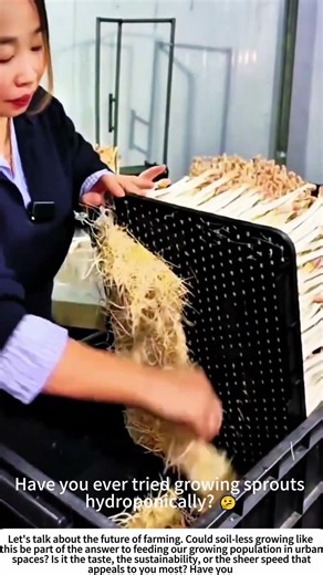 Pure & Simple: Harvesting Hydroponic Peanut Sprouts 💧🥜