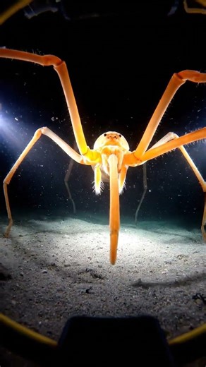 The Proboscis Hunters of 6000 Meters