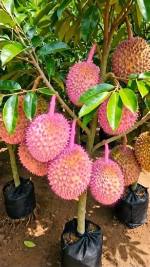 jackfruit caller chanj tree are same 🌲#tropicalfruit #durian