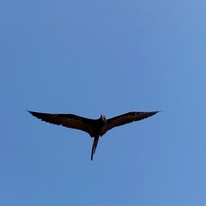 17K views · 824 reactions | Batman flying 10 meters on top of em this morning :) #Albatross #Acapulco | The Black Jaguar-White Tiger Foundation | Facebook